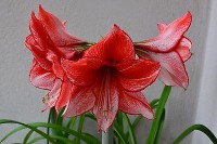 /album/fotogalerie-amaryllis/amaryllis-apl-jpg/
